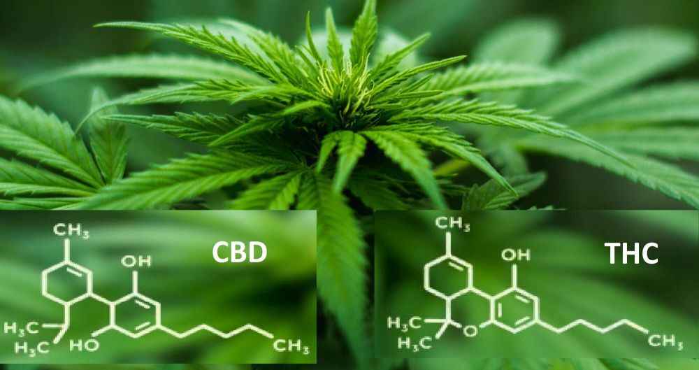 Cannabis THC CBD